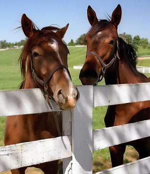 武豊と矢作芳人厩舎の話【騎乗依頼の数と２歳馬一覧】